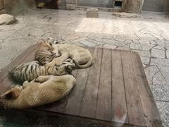 -上海野生动物园