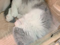 -BABIT巴比特宠物(MOMOPARK店)