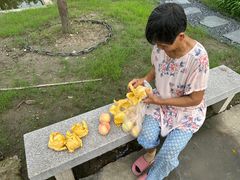 -南汇新场正宗水蜜桃采摘