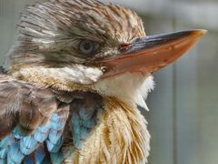 -费瑟代尔野生动物园