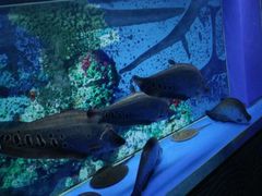 -大明湖海底世界