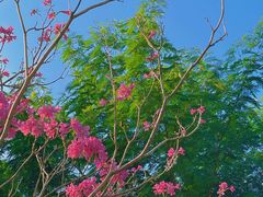 -白石龙音乐公园