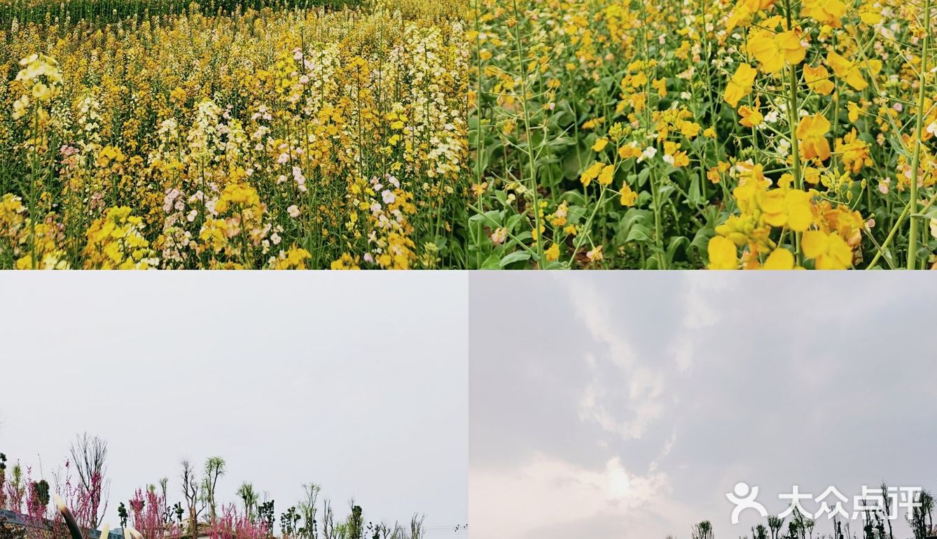 春天应该怎么过❓赏花～拍照～吃火锅❗