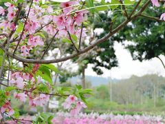 -天适樱花悠乐园
