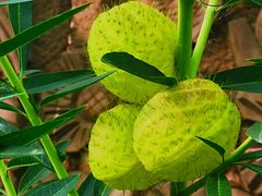 -广州神农草堂中医药博物馆