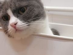-是阿柴呀！柴犬咖啡·爱喵喵猫咖