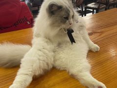 -蓝鲸·缅因猫舍