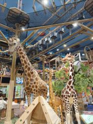 -卡通尼·Safari非洲探索乐园·生日会(金桥国际商业广场店)