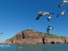 -海驴岛(荣成市)