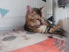 -Cappucimeow猫咪咖啡馆(韦伯时代店)