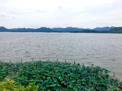 -湖畔居茶楼(湖滨店)