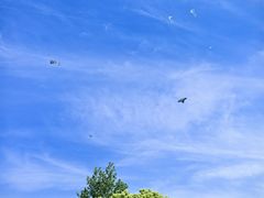 -上海滨江森林公园
