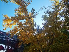 -遵化市禅林寺古银杏风景园