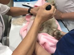 -菲尔斯特宠物医院