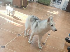 -柯斗斗主题餐厅·狗咖·围炉煮茶·茶饮(国瑞升平里店)