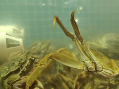 -冶建镜子·老南昌大排档·江西虾王(总店)