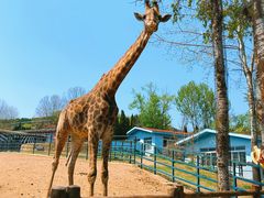 -大连森林动物园