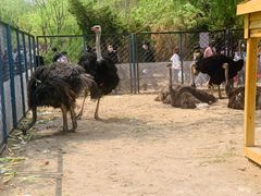 -长白岛森林公园