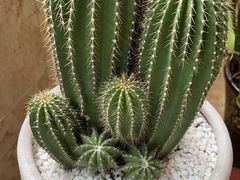 -金科花卉市场
