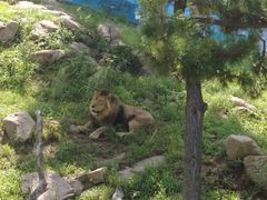 -西霞口神雕山野生动物世界