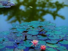 -国家植物园南园