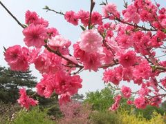 -合肥滨湖国家森林公园