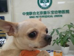 -康乐宝动物医院