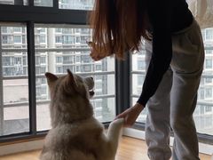 -Husky Go! 哈士奇体验馆·宠物咖啡厅狗咖