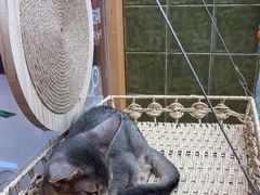 -帕帕拉兹宠物(亚洲旗舰店)