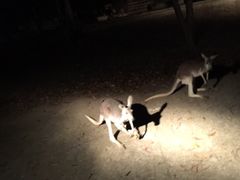 -清迈夜间动物园
