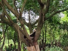 景点-成都大熊猫繁育研究基地