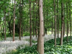 -昆山城市生态森林公园