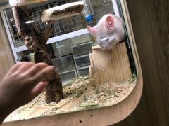 -藦茜花园宠物主题亲子互动体验馆(国顺东路店)