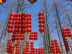 -东平国家森林公园