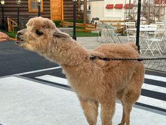-Blue Concept Cafe&Farm·關於藍