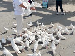 -天津妈祖文化园