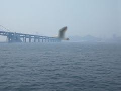 -星海湾跨海大桥