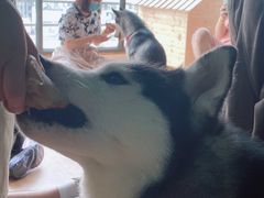 -Husky Go! 哈士奇体验馆·宠物咖啡厅狗咖