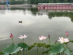-莲花池公园