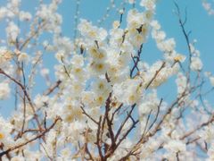 -香雪海