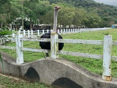 -瑞穗牧场