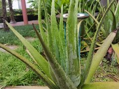 -广州神农草堂中医药博物馆