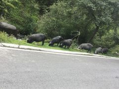 -硗碛藏寨·神木垒景区