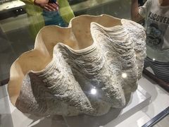 -青岛贝壳博物馆