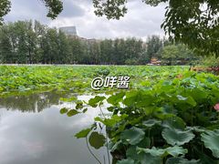 -翠湖公园