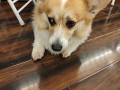 -豆柴町-柴犬主题狗咖(红鼎国际C座店)