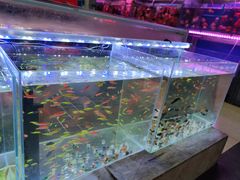 -苏州艺都古玩花鸟市场