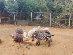 -昆明动物园