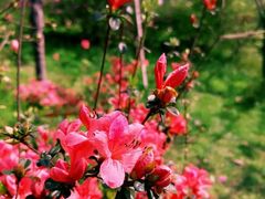 景点-桃花涧