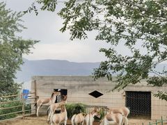 -青藏高原野生动物园